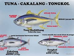 Tuna Dan Cakalang Apakah Sama